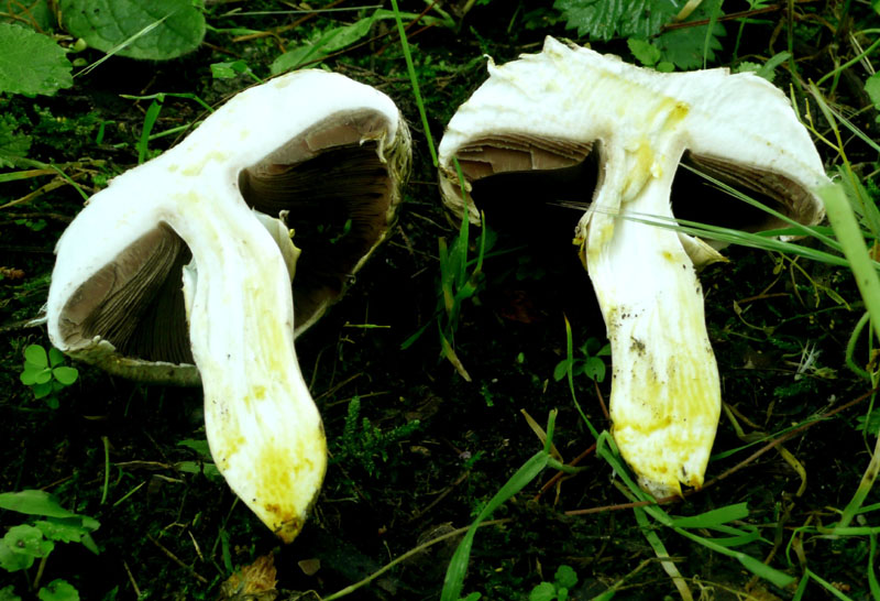 Agaricus pilatianus
